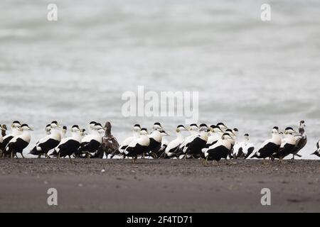 Eider comune - post gregge di allevamento dei maschi sul litorale Somateria mollissima Islanda BI026074 Foto Stock