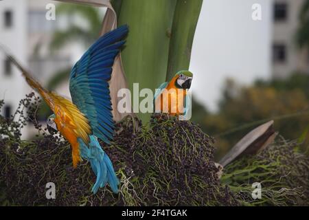 Blu-giallo macaw (Ara ararauna) Foto Stock