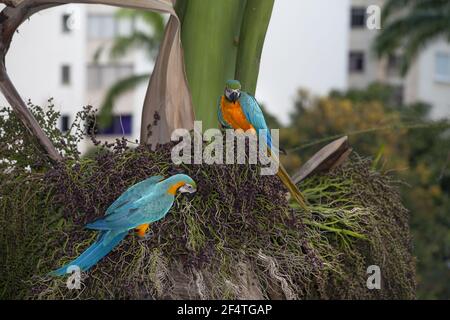 Blu-giallo macaw (Ara ararauna) Foto Stock