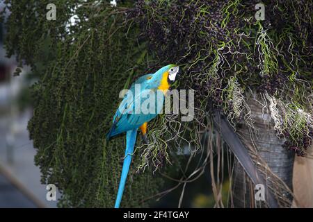 Macaw blu e giallo sulla palma che alimenta sui semi Foto Stock