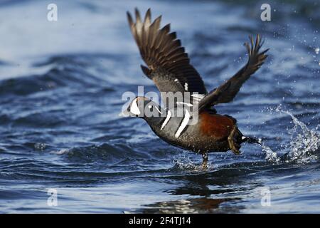 Harlequin Duck - maschio tenuto da fiume Histrionicus histrionicus Islanda BI026227 Foto Stock