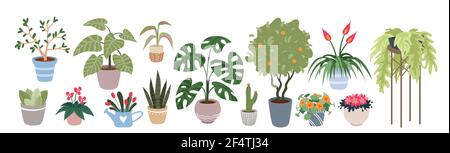 Piante domestiche, houseplants insieme di illustrazione vettoriale. Cartoon interni verde casa decorazione collezione con fiori in vasi, cactus prickly crescere Illustrazione Vettoriale