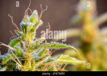 Una pianta di marijuana con foglie ricoperte di resina, vista ravvicinata. Foto Stock