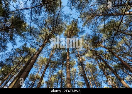 Gli alberi di pino scozzesi contrastano con il cielo blu, l'Hampshire, l'Inghilterra, il Regno Unito, l'Europa Foto Stock