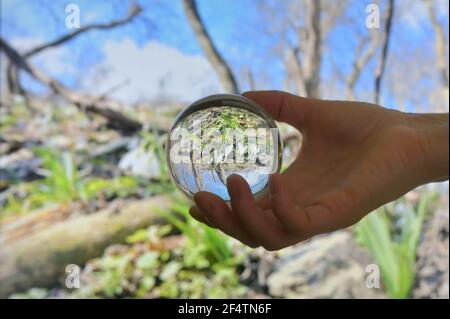 Una palla di vetro rotonda lente e Snowdrops contro vecchie foglie in primavera Foto Stock