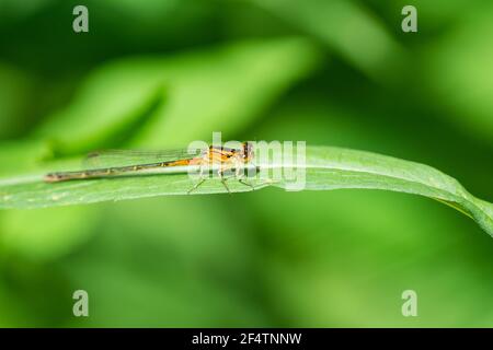 Eastern Forktail Damselfly on Leaf Foto Stock