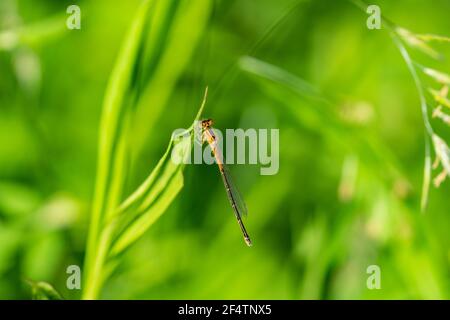 Eastern Forktail Damselfly on Leaf Foto Stock