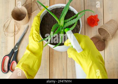 Donna in guanti di gomma gialla spolverare aloe vera in pentola. Home pianta che cresce e giardinaggio. Erbe medicinali per cosmetici fatti in casa. Foto Stock