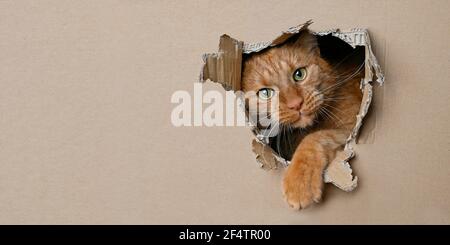 Divertente gatto zenzero seduto in una scatola di cartone e guardando curioso attraverso un buco. Immagine panoramica con spazio di copia. Foto Stock