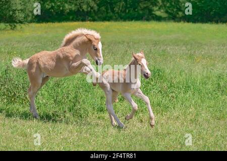 Due divertenti nemici del cavallo Haflinger che giocano, si divertono e corrono su un prato verde in primavera Foto Stock