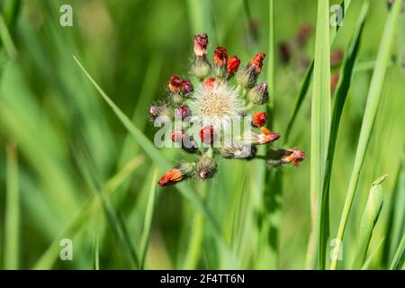Orange Hawkweed Fiori in primavera Foto Stock