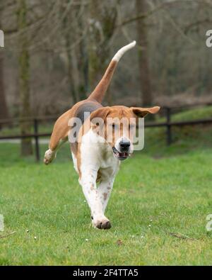 Vecchio Foxhound Inglese Foto Stock