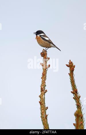 Stonechat maschio con un anello appollaiato su una piccola conifera Foresta di Dean Foto Stock