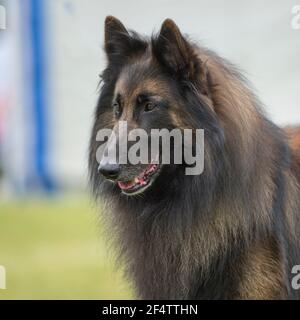 Cane da pastore belga Foto Stock