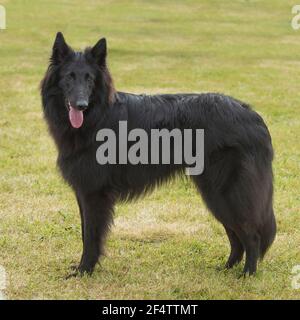 Cane da pastore belga Foto Stock