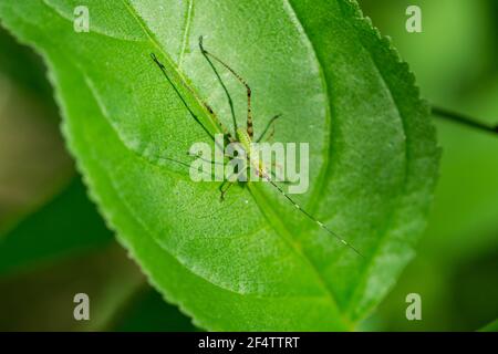 Bush di Scudder Katydid Nymph a Springtime Foto Stock