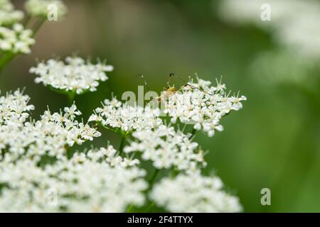 Bush di Scudder Katydid Nymph a Springtime Foto Stock