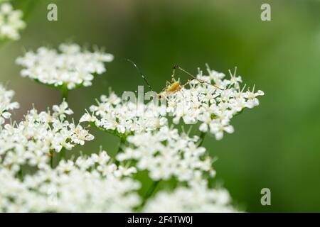 Bush di Scudder Katydid Nymph a Springtime Foto Stock
