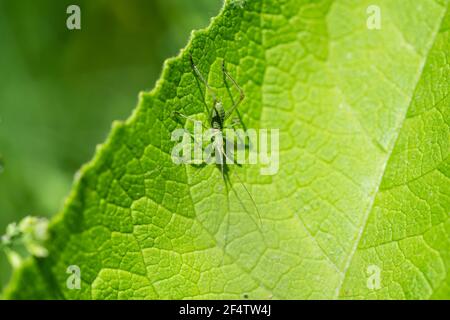 Bush di Scudder Katydid Nymph a Springtime Foto Stock
