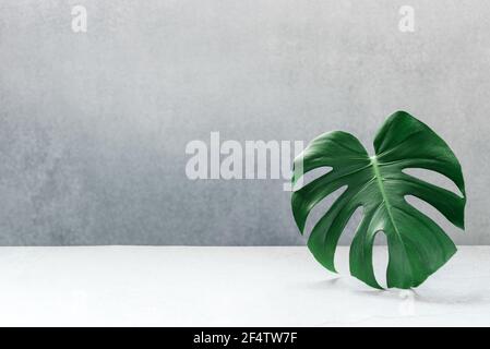 Foglia di Monstera su fondo grigio in cemento con spazio per la copia. Estate natura spa concetto di moda. Foto Stock