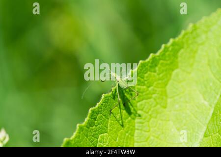 Bush di Scudder Katydid Nymph a Springtime Foto Stock