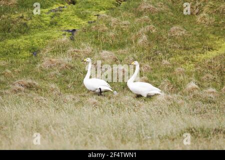 Whooper Swan - Coppia con un ceci cygnus Iceland BI02654 Foto Stock