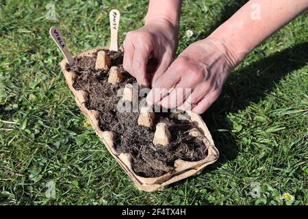 Giardiniere che riporrà un cartone di uovo per germinare semi, Regno Unito Foto Stock