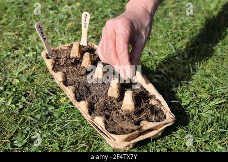 Giardiniere che riporrà un cartone di uovo per germinare semi, Regno Unito Foto Stock