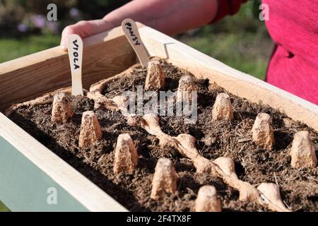 Giardiniere che riporrà un cartone di uovo per germinare semi, Regno Unito Foto Stock
