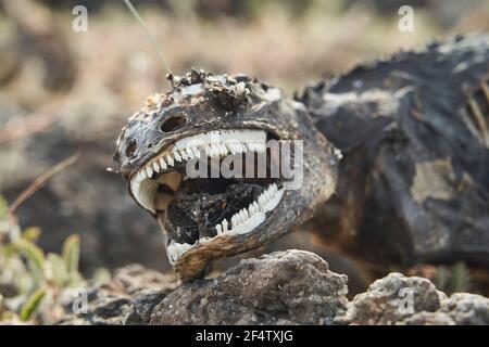 Galapagos terra iguana, Conolophus subcristatus. Ritratto con profondità di campo poco profonda di un corpo di lucertola decomposto e morto, che assomiglia a un'ingenuità di dinosauro Foto Stock