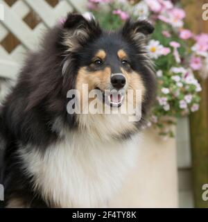 Ruvido Collie, lassie, cane Foto Stock