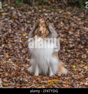 Ruvido Collie, lassie, cane Foto Stock