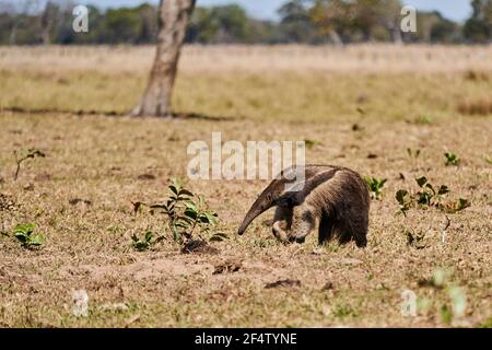 Un'anteater gigante che cammina su un prato di una fattoria nel Pantanal meridionale. Myrmecophaga tridactyla, anche orso formico, è un mammifero insettivoro nativo a. Foto Stock