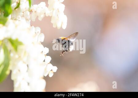 Tree bumblebee regina volare verso pieris japonica in primavera, Scozia, Regno Unito Foto Stock