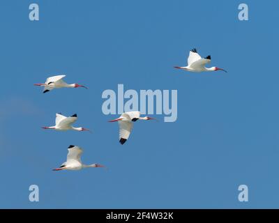 Un gregge di Ibise bianche che volano in un cielo blu Foto Stock