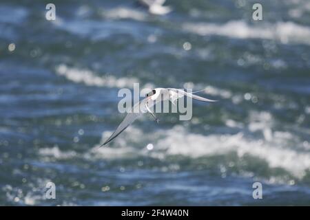 Artico Tern - pesca nella riviera Sterna paradisaea Islanda BI0226650 Foto Stock