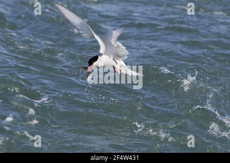 Artico Tern - cattura della pesca nel fiume Sterna paradisaea Islanda BI026652 Foto Stock