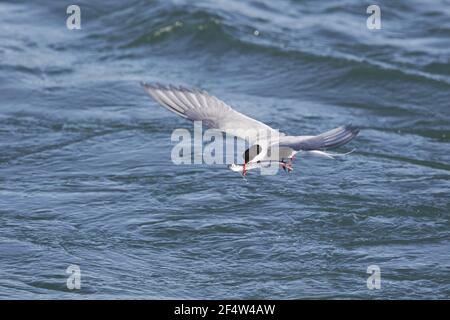 Artico Tern - cattura della pesca nel fiume Sterna paradisaea Islanda BI02663 Foto Stock