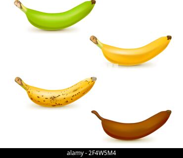 Illustrazione vettoriale realistica della carta di maturazione delle banane. Set di 4 diverse banane di colore, verde da sottopra a marrone su mature. Illustrazione Vettoriale