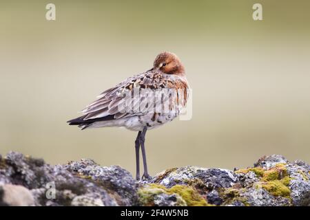 Godwit dalla coda nera - arroccato sul rockLimosa vulcanica Iceland BI0226694 Foto Stock