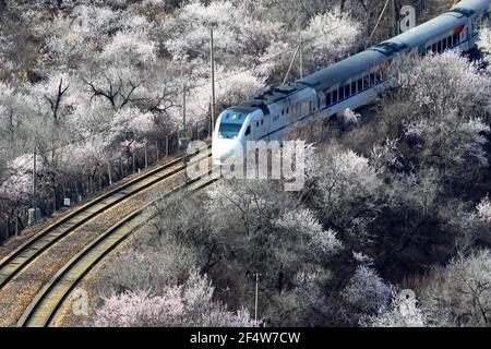 Pechino, Cina. 23 marzo 2021. Il treno suburbano corre tra fiori in fiore vicino alla sezione Juyongguan della Grande Muraglia a Pechino, capitale della Cina, il 23 marzo 2021. Credit: Guo Junfeng/Xinhua/Alamy Live News Foto Stock