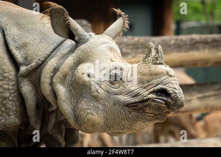 Ritratto di un rinoceronte indiano (Rhinoceros unicornis) In uno zoo di Vienna (Austria) Foto Stock