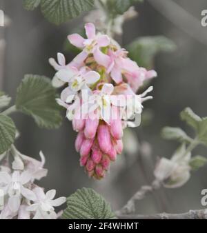 A Ribes sanguineum in fiore. Primo piano di un singolo fiore Foto Stock