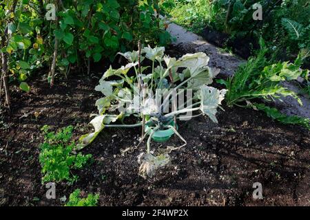 Zucchine (zucchine) pianta in orto, foglie e steli ricoperti di muffa bianca in polvere. Foto Stock