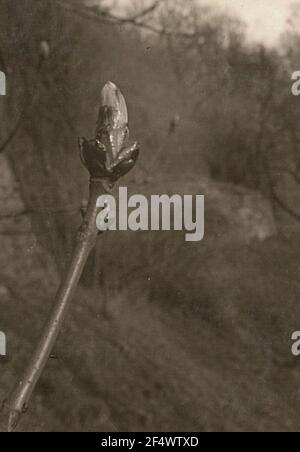 Castagno di cavallo comune (Aesculus hippocastanum), anche castagno di cavallo comune o castagno di cavallo bianco. Gemere all'inizio della spinta Foto Stock
