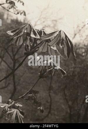 Castagno di cavallo ordinario (aesculus hippocastanum), anche castagno di cavallo comune o castagno di cavallo bianco nella spinta Foto Stock