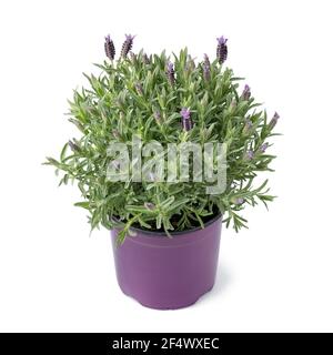 Pianta di lavanda superiore e fiori che crescono in una pentola viola in primavera isolato su sfondo bianco Foto Stock