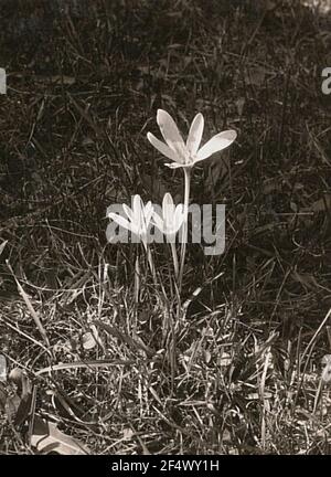 Autunno senza tempo o autunno (Colchicum autumnale) in fiore Foto Stock