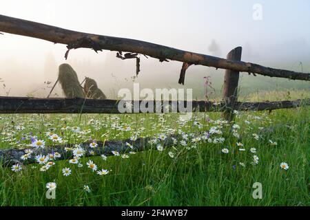 Erba appassita e chiazze di neve sul pascolo invernale, recinzione in legno, vista della catena montuosa, cielo scuro drammatico. Carpazi. Foto Stock