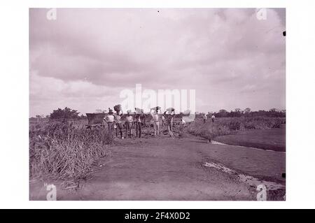 La Brea Point (Trinidad e Tobago). Pitch Lago (mare asfaltato). Lavoratore nella riduzione dell'asfalto Foto Stock